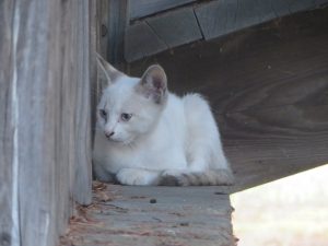 IMG_9039