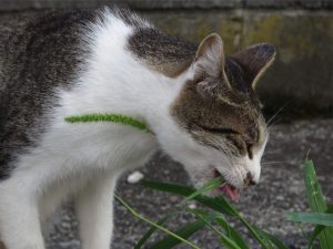 IMG_1632