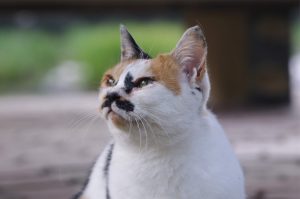 imgp2286