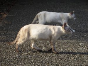 img_1061